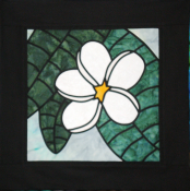White Frangipani